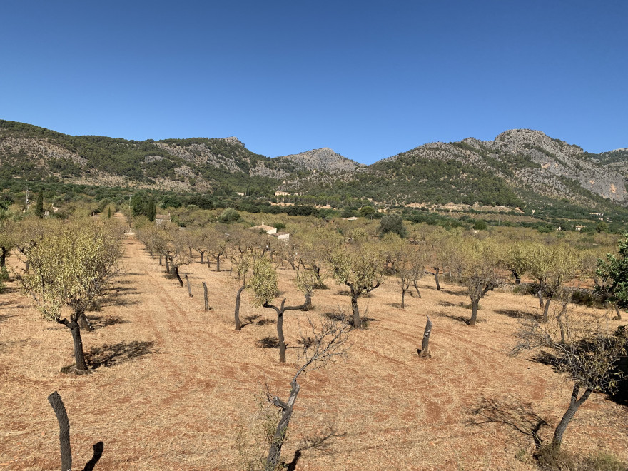 Mit der Holzeisenbahn nach Soller 3