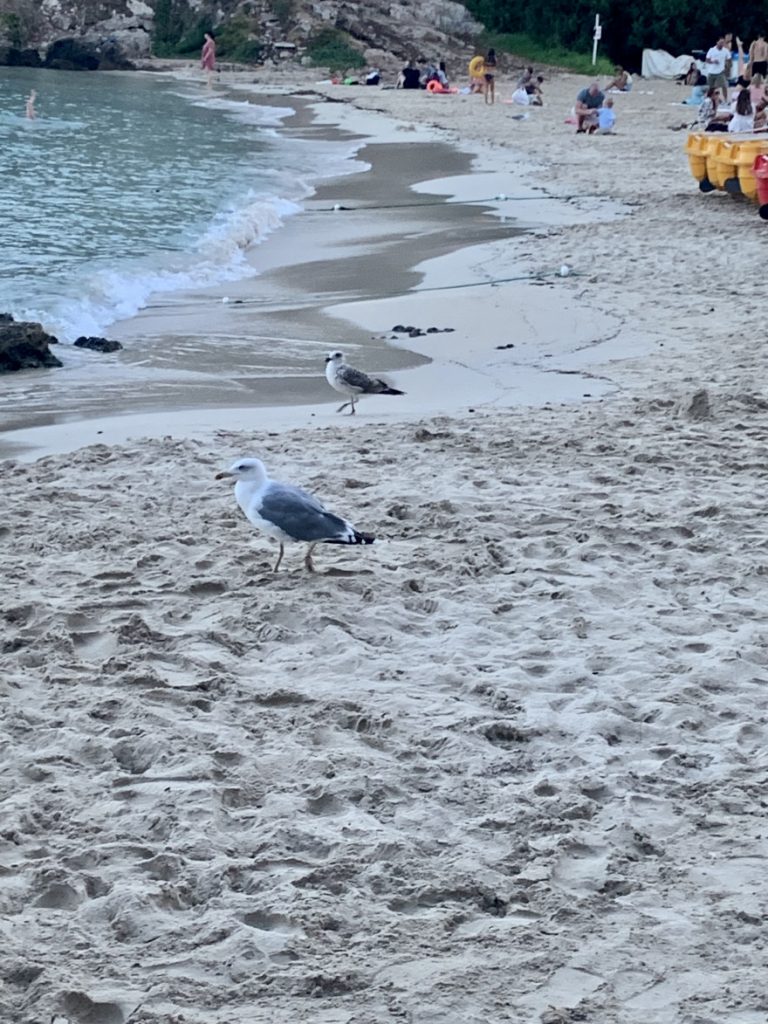 Moewen am Strand von S Illetes