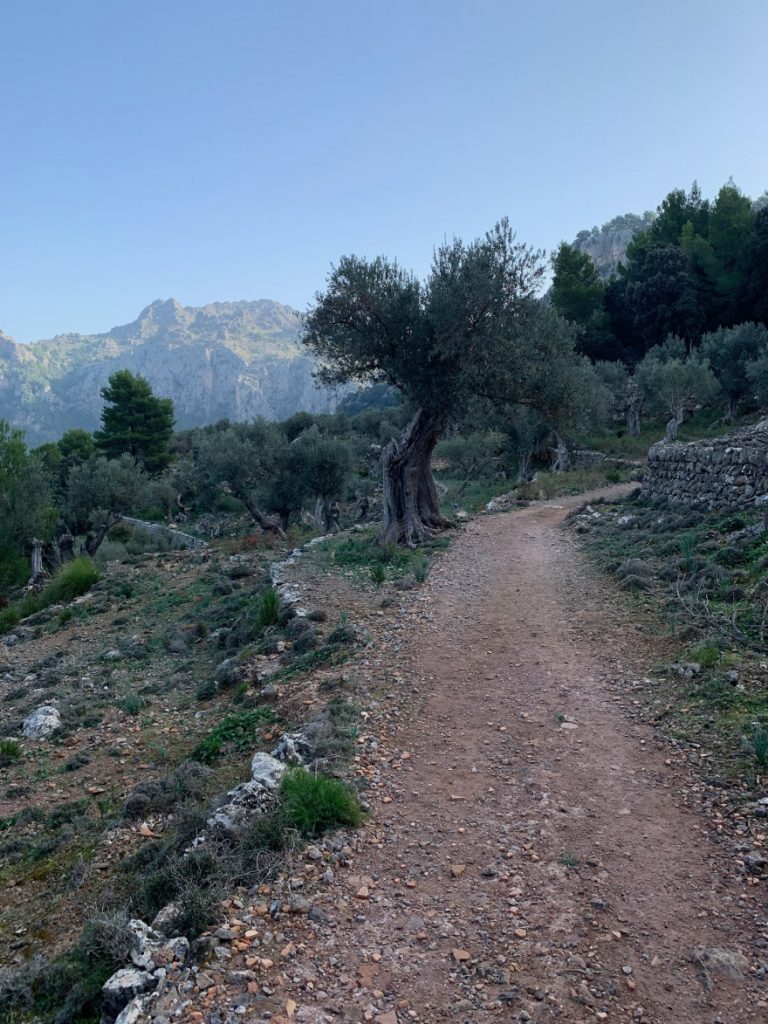 Wanden auf Mallorca Durch das Tal Balitx 4