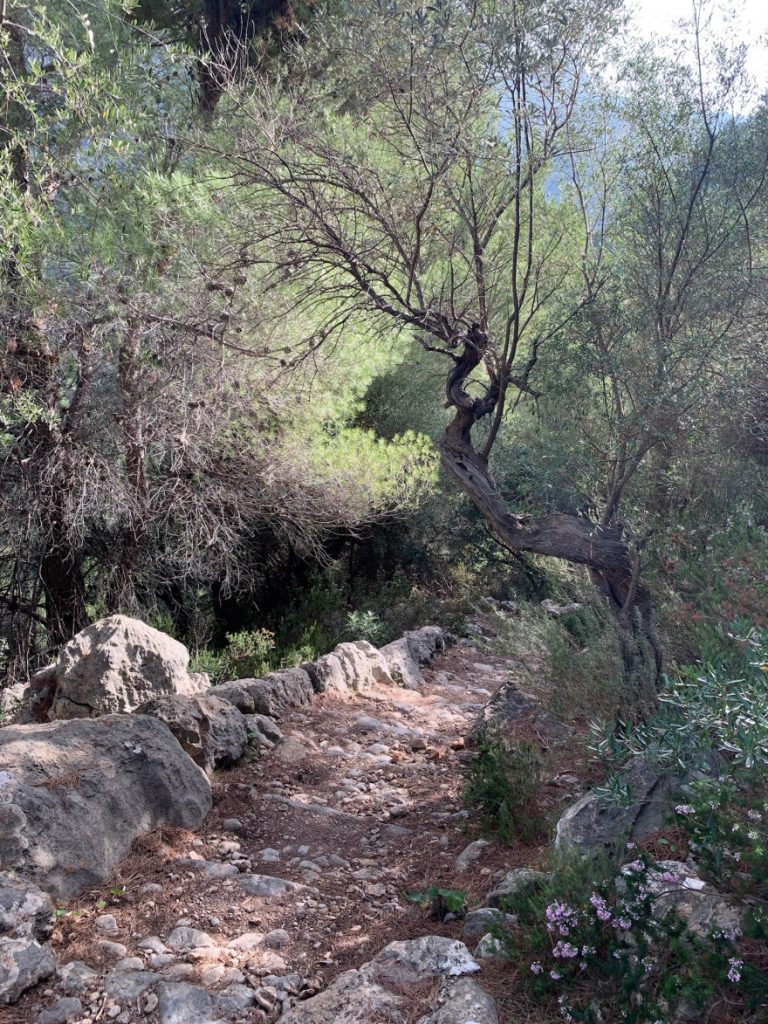 Wanden auf Mallorca Durch das Tal Balitx 7
