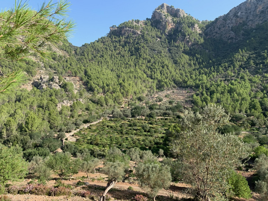 Wanden auf Mallorca Durch das Tal Balitx 9