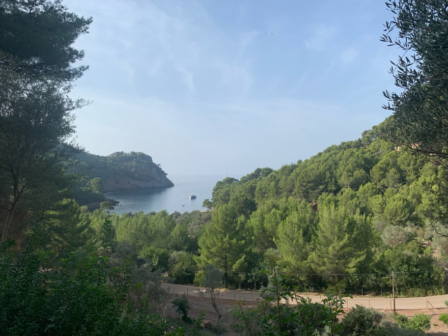 Wanden auf Mallorca Endspurt durch Pampasgras nach Sa Calobra 2