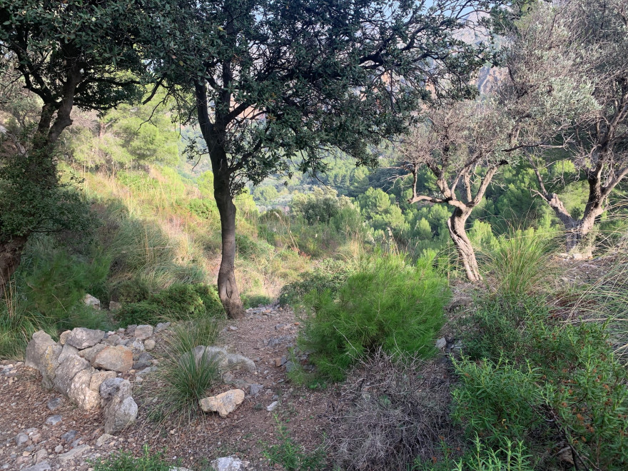 Wanden auf Mallorca Endspurt durch Pampasgras nach Sa Calobra 4