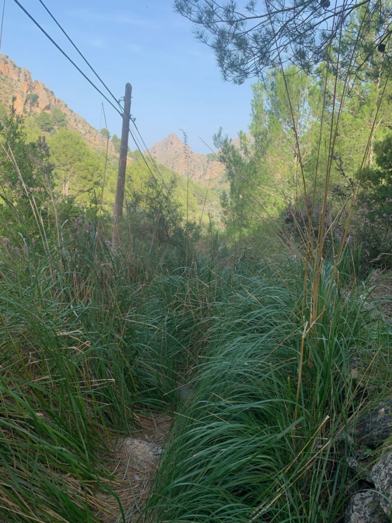 Wanden auf Mallorca Endspurt durch Pampasgras nach Sa Calobra 5