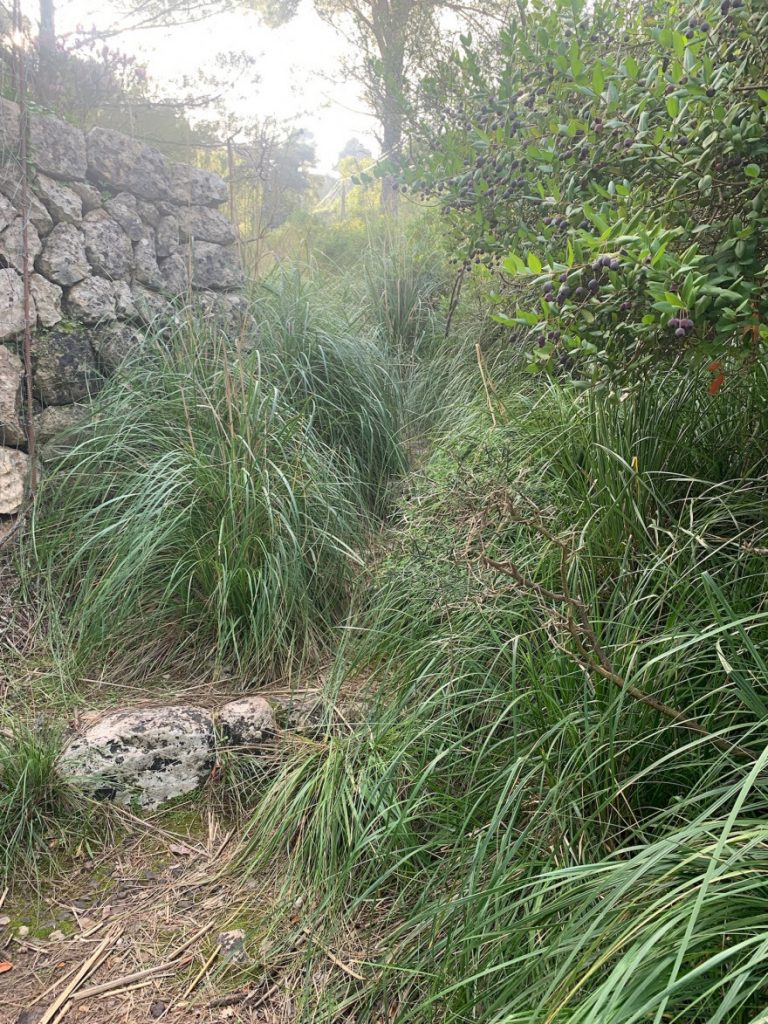 Wanden auf Mallorca Endspurt durch Pampasgras nach Sa Calobra 6