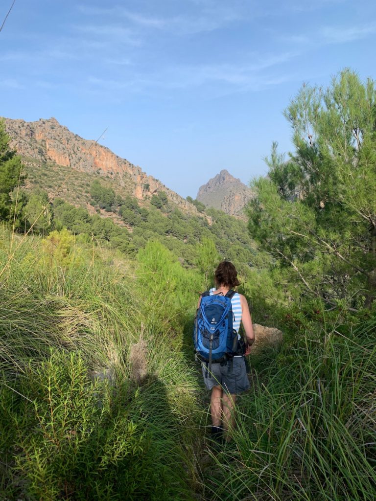 Wanden auf Mallorca Endspurt durch Pampasgras nach Sa Calobra 7