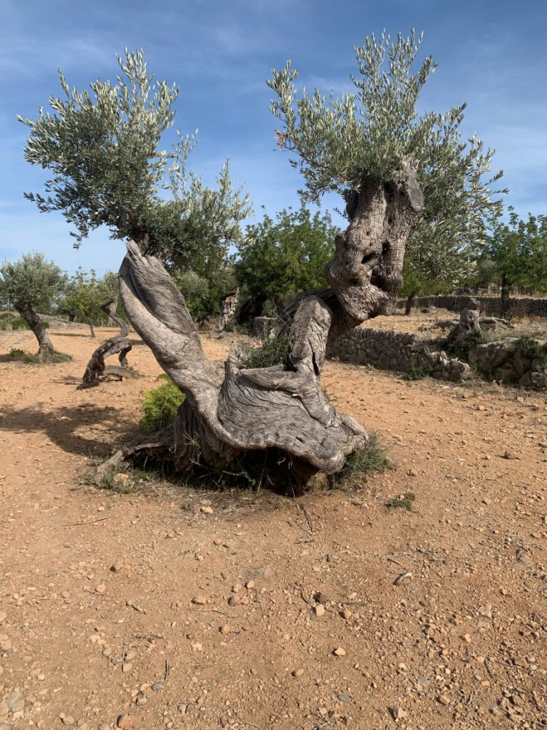 Wandern auf Mallorca von Deia nach Soller 11