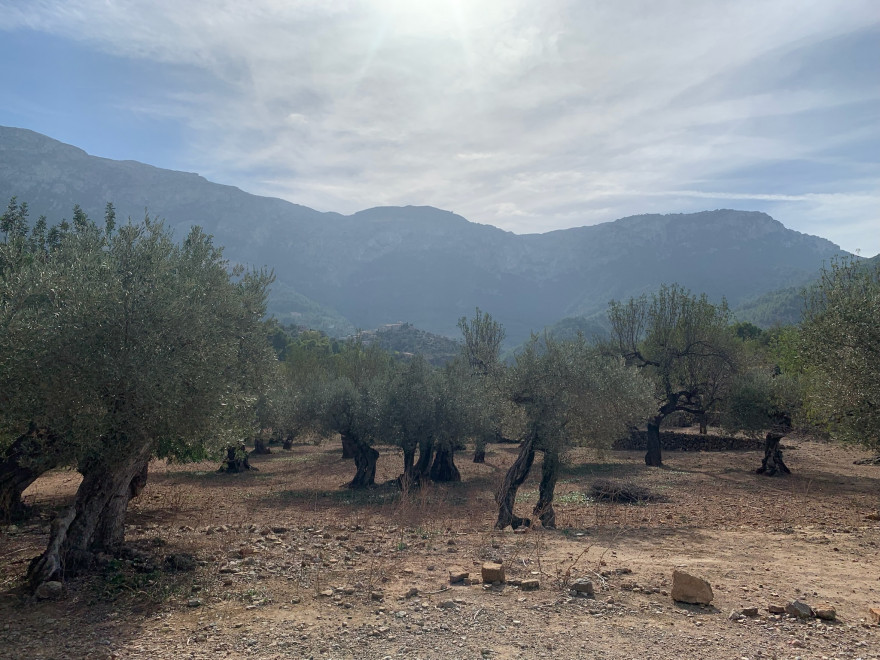 Wandern auf Mallorca von Deia nach Soller 12