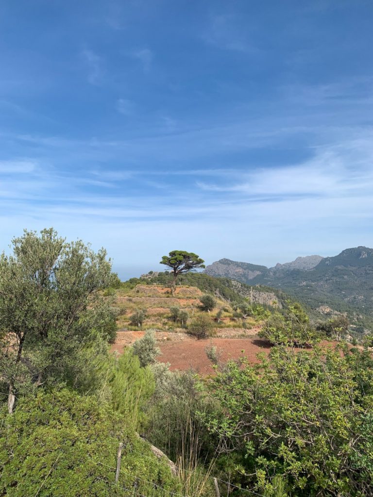 Wandern auf Mallorca von Deia nach Soller 21