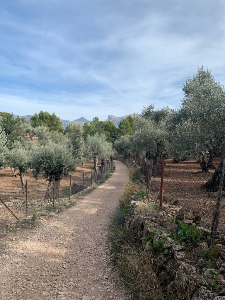 Wandern auf Mallorca von Deia nach Soller 24