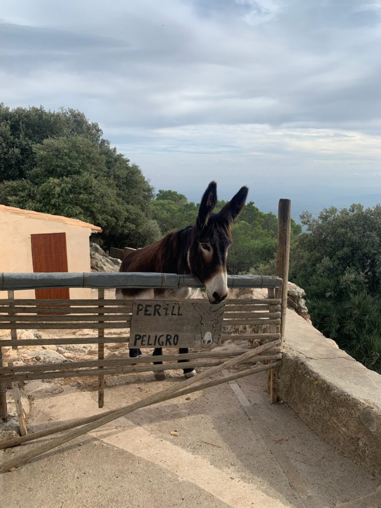 Wanden auf Mallorca Castell Alaro Aussicht vom Castell Alaro8