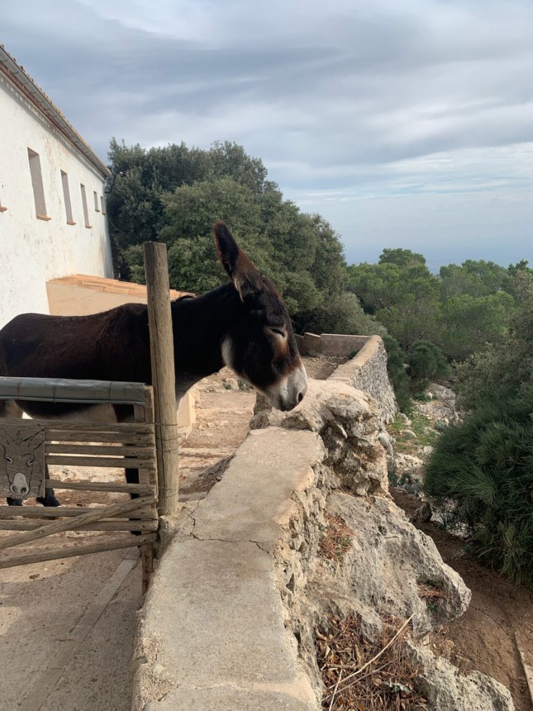 Wanden auf Mallorca Castell Alaro Aussicht vom Castell Alaro9