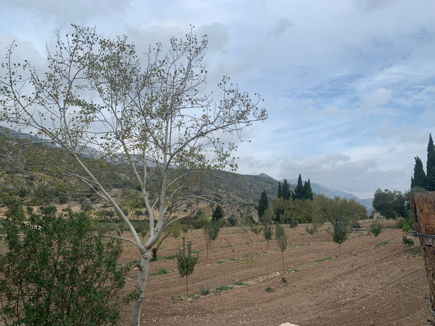 Wanden auf Mallorca Castell Alaro Autofahrt Durch Bunyola nach Orient 6