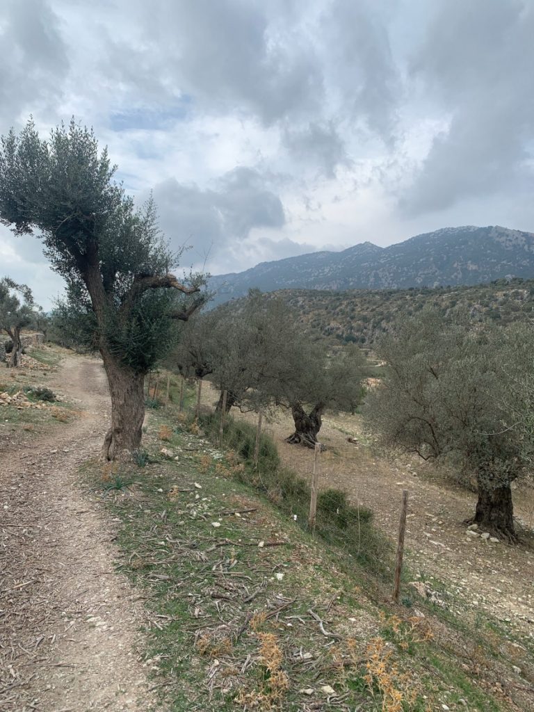 Wanden auf Mallorca Castell Alaro Durch Steineichenwald aufwärts 1