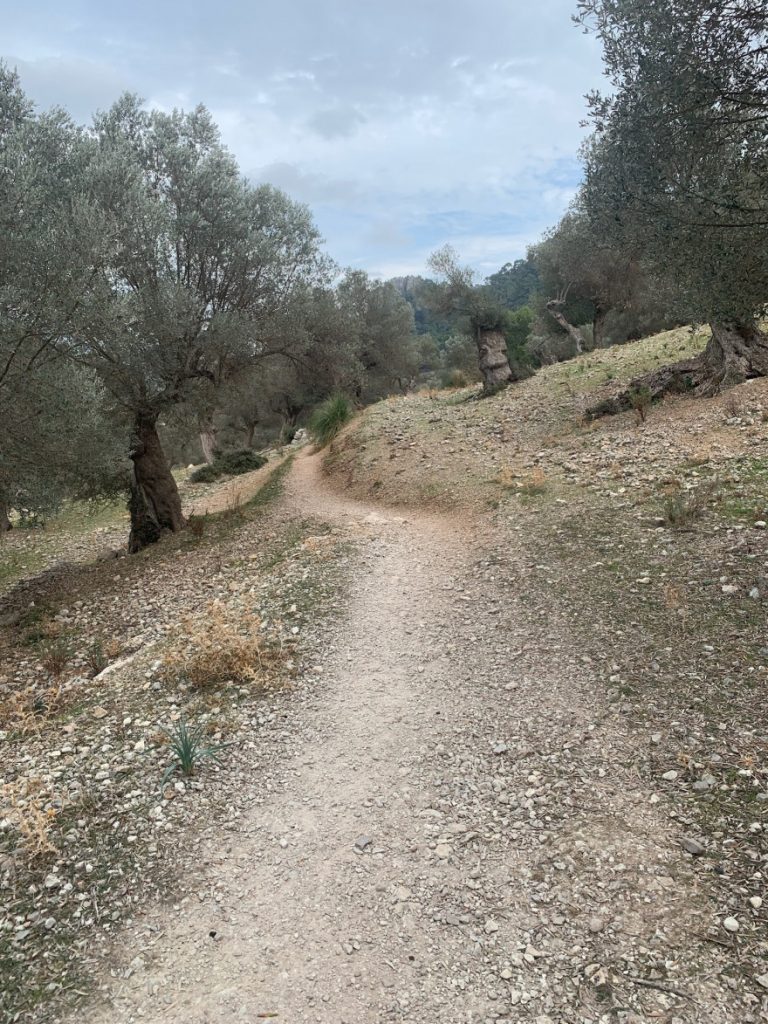 Wanden auf Mallorca Castell Alaro Durch Steineichenwald aufwärts 2