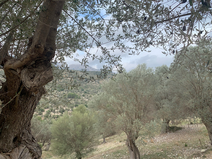 Wanden auf Mallorca Castell Alaro Durch Steineichenwald aufwärts 3