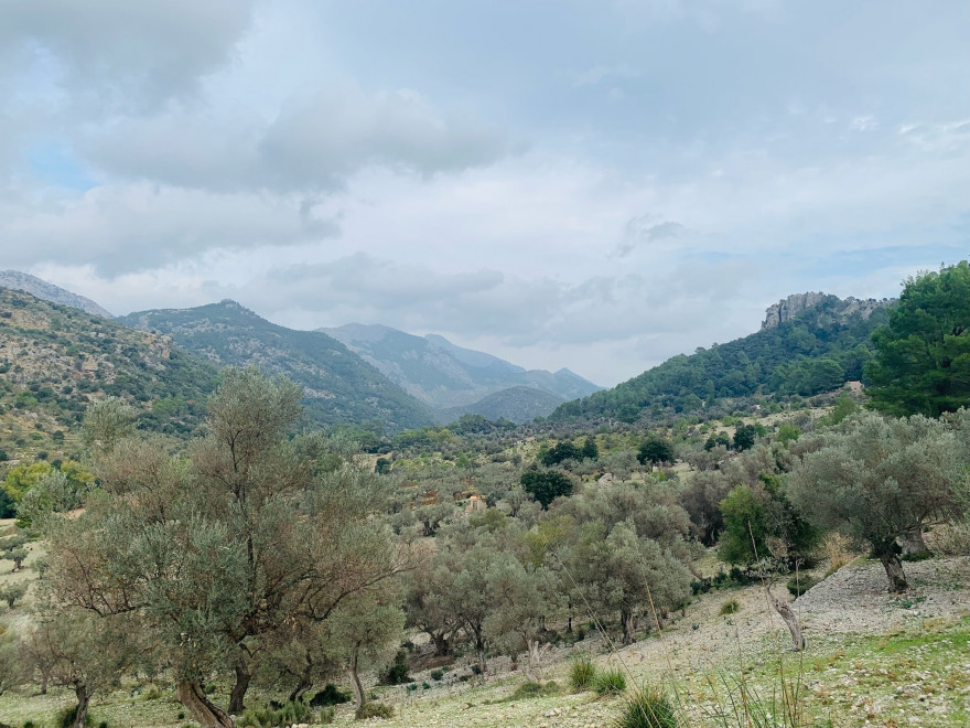 Wanden auf Mallorca Castell Alaro Durch Steineichenwald aufwärts 4