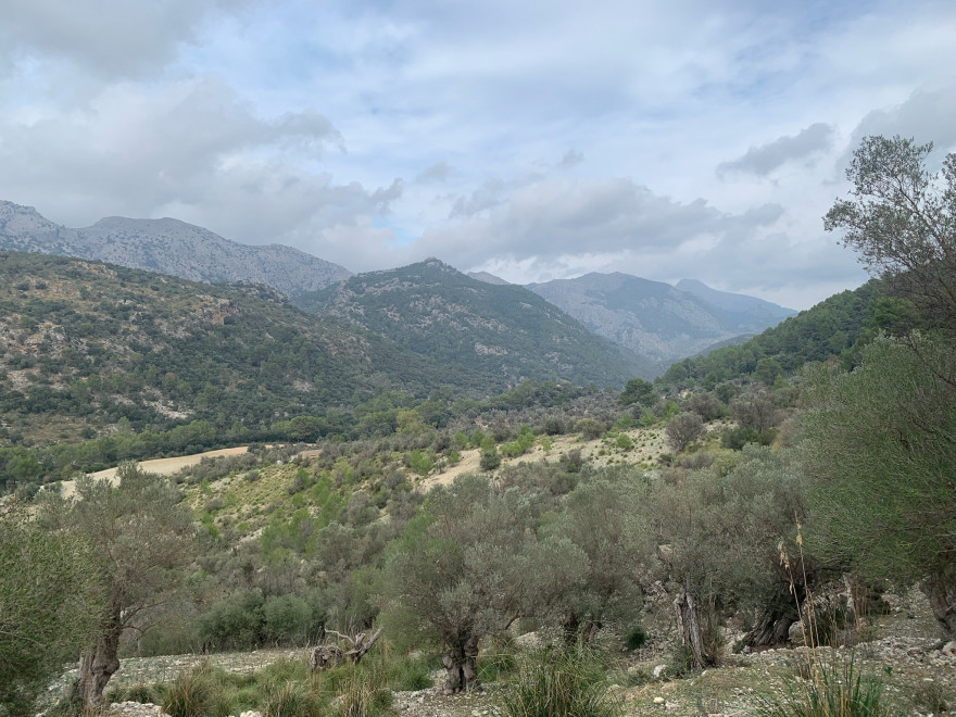 Wanden auf Mallorca Castell Alaro Durch Steineichenwald aufwärts 5