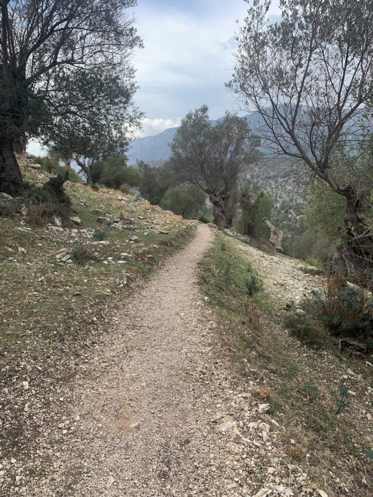 Wanden auf Mallorca Castell Alaro Durch Steineichenwald aufwärts 6