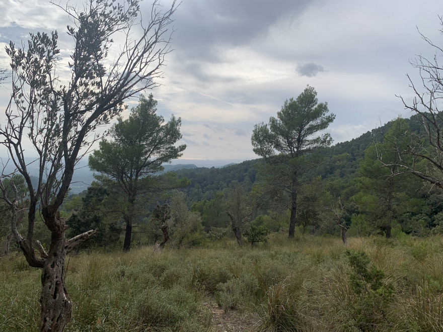 Wanden auf Mallorca Castell Alaro Durch Steineichenwald aufwärts 7