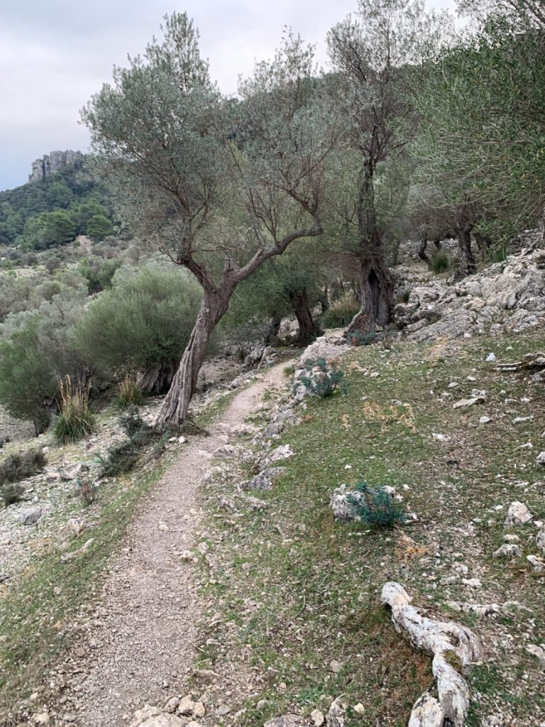 Wanden auf Mallorca Castell Alaro Mit Aussicht über Es Verger Richtung Startpunkt 12