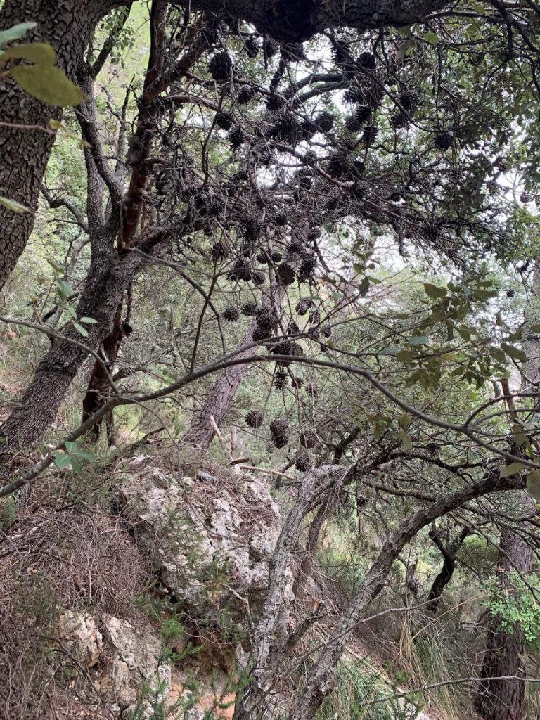 Wanden auf Mallorca Castell Alaro Mit Aussicht über Es Verger Richtung Startpunkt 2