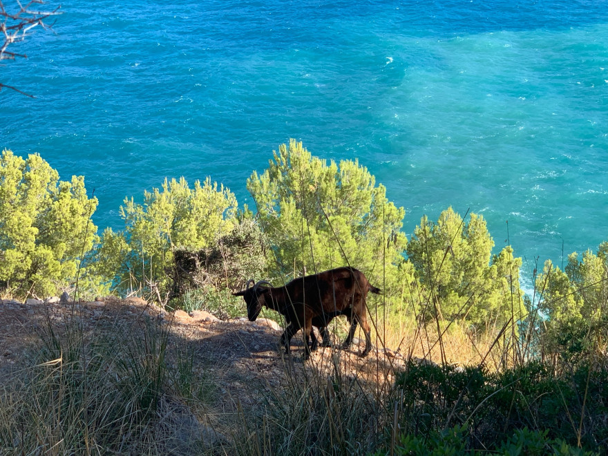 Wandern auf Mallorca Runde von Port de Soller Cap Gros und Refugi Muleta 11