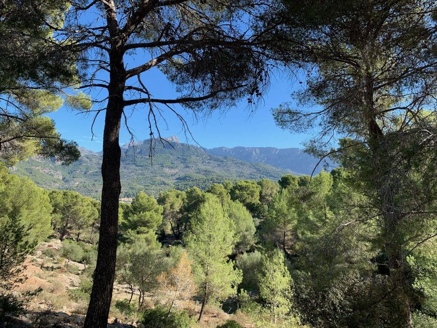 Wandern auf Mallorca Runde von Port de Soller Cap Gros und Refugi Muleta 23