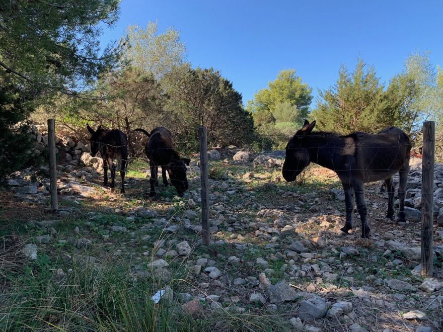 Wandern auf Mallorca Runde von Port de Soller Cap Gros und Refugi Muleta 28