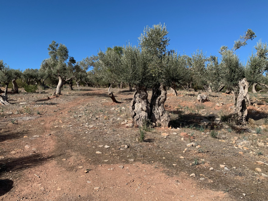 Wandern auf Mallorca Runde von Port de Soller Cap Gros und Refugi Muleta 31