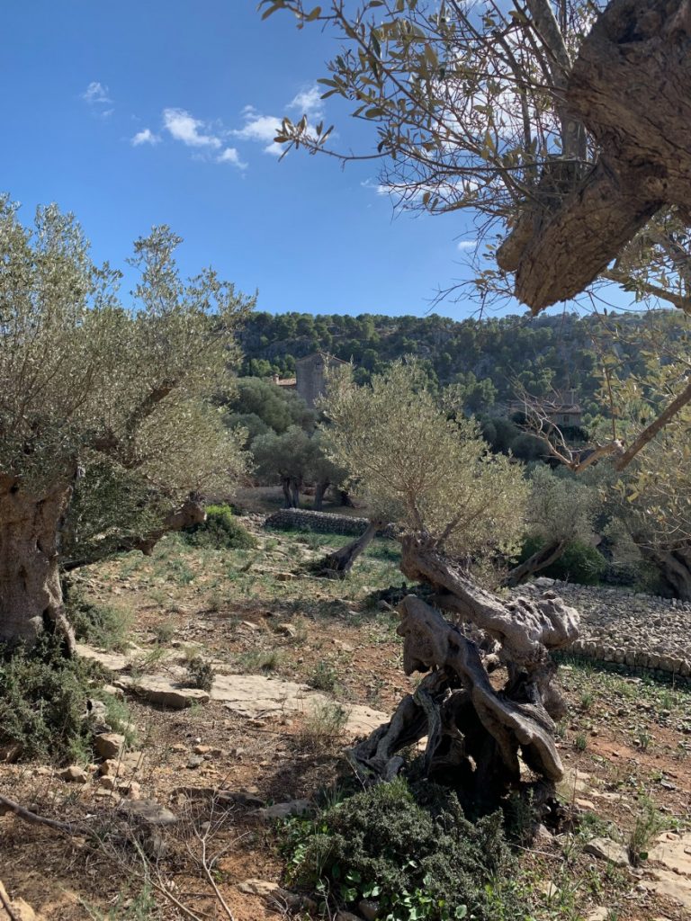 Wandern auf Mallorca Runde von Port de Soller Cap Gros und Refugi Muleta 32