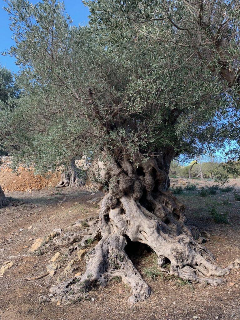 Wandern auf Mallorca Runde von Port de Soller Cap Gros und Refugi Muleta 34