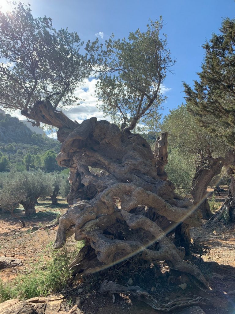 Wandern auf Mallorca Runde von Port de Soller Cap Gros und Refugi Muleta 36