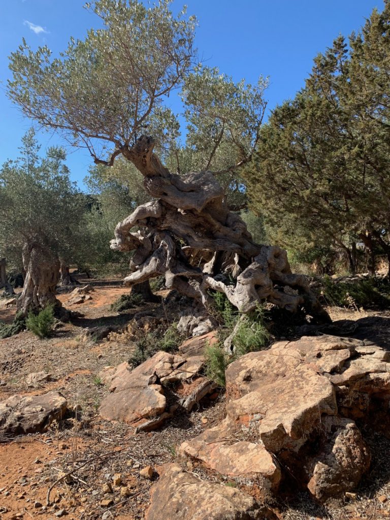 Wandern auf Mallorca Runde von Port de Soller Cap Gros und Refugi Muleta 37