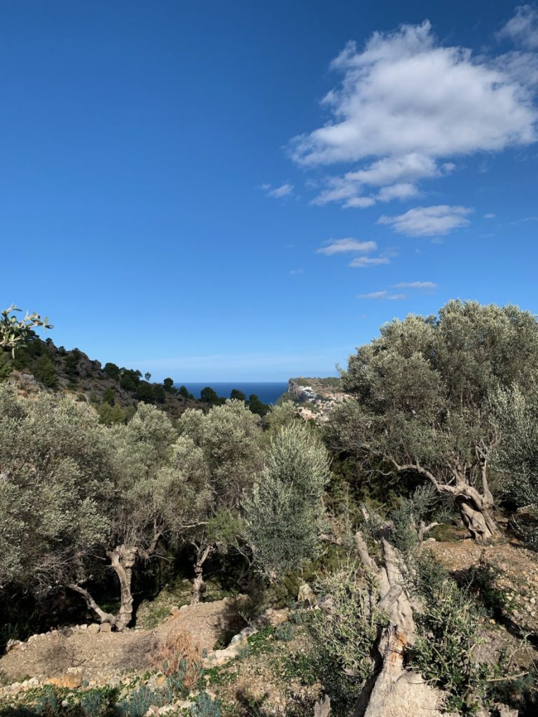 Wandern auf Mallorca Runde von Port de Soller Cap Gros und Refugi Muleta 39