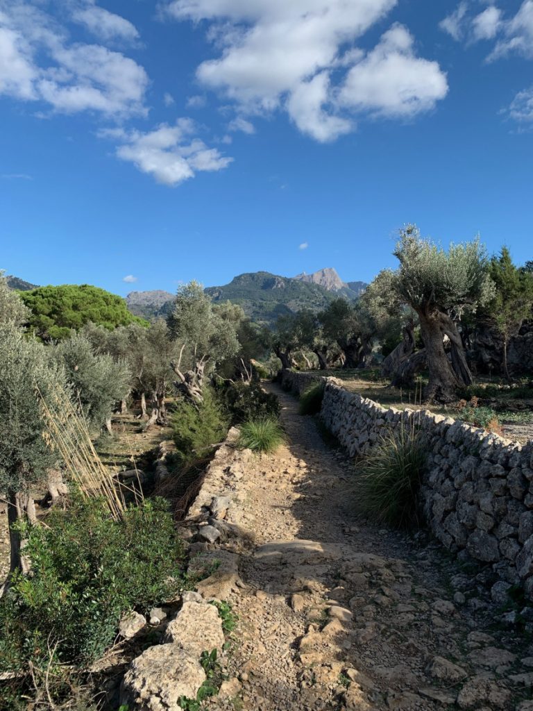 Wandern auf Mallorca Runde von Port de Soller Cap Gros und Refugi Muleta 40