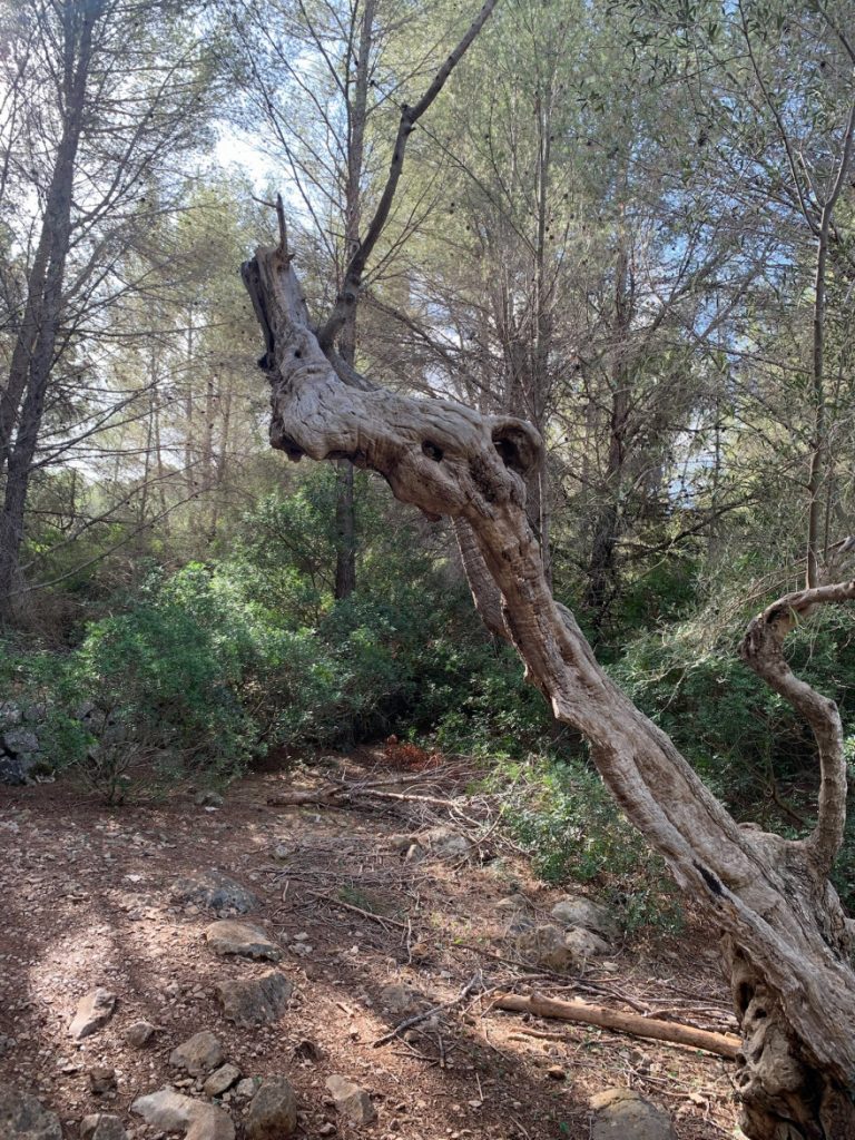 Wandern auf Mallorca Von Port de Soller über Sa Mola nach Soller 30