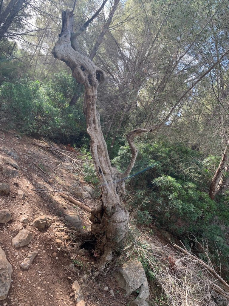 Wandern auf Mallorca Von Port de Soller über Sa Mola nach Soller 31