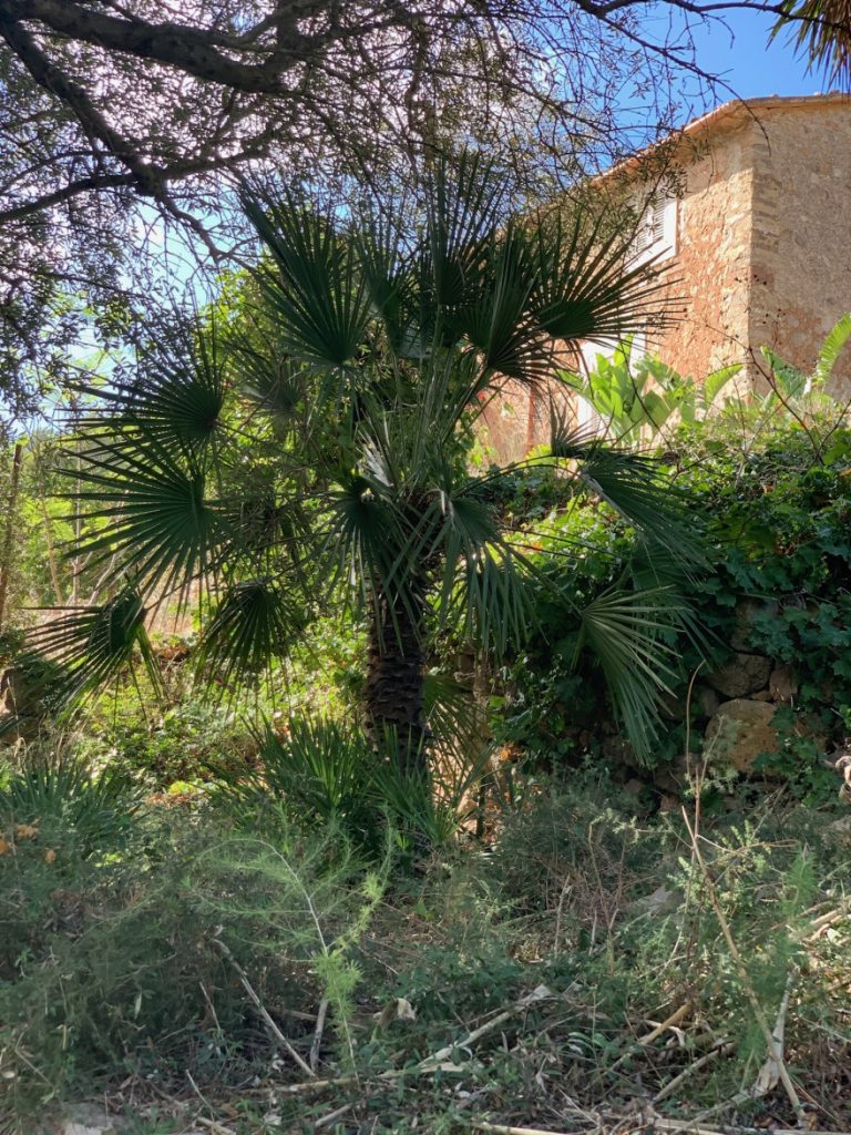 Wandern auf Mallorca Von Port de Soller über Sa Mola nach Soller 44