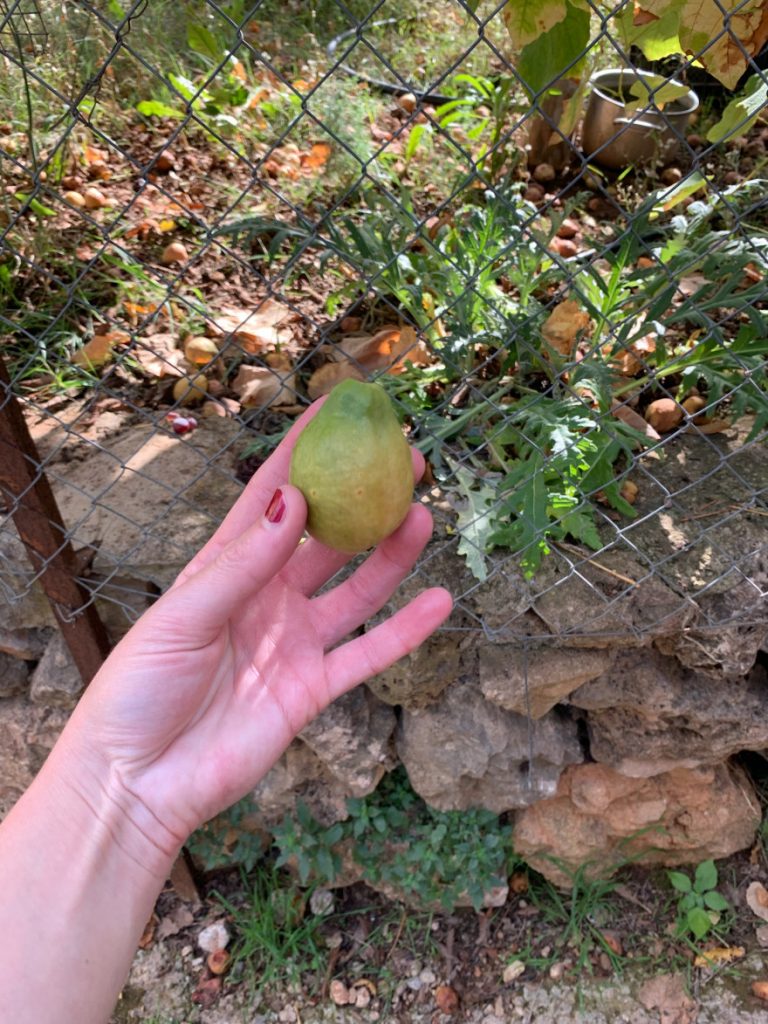 Wandern auf Mallorca Von Port de Soller über Sa Mola nach Soller 49