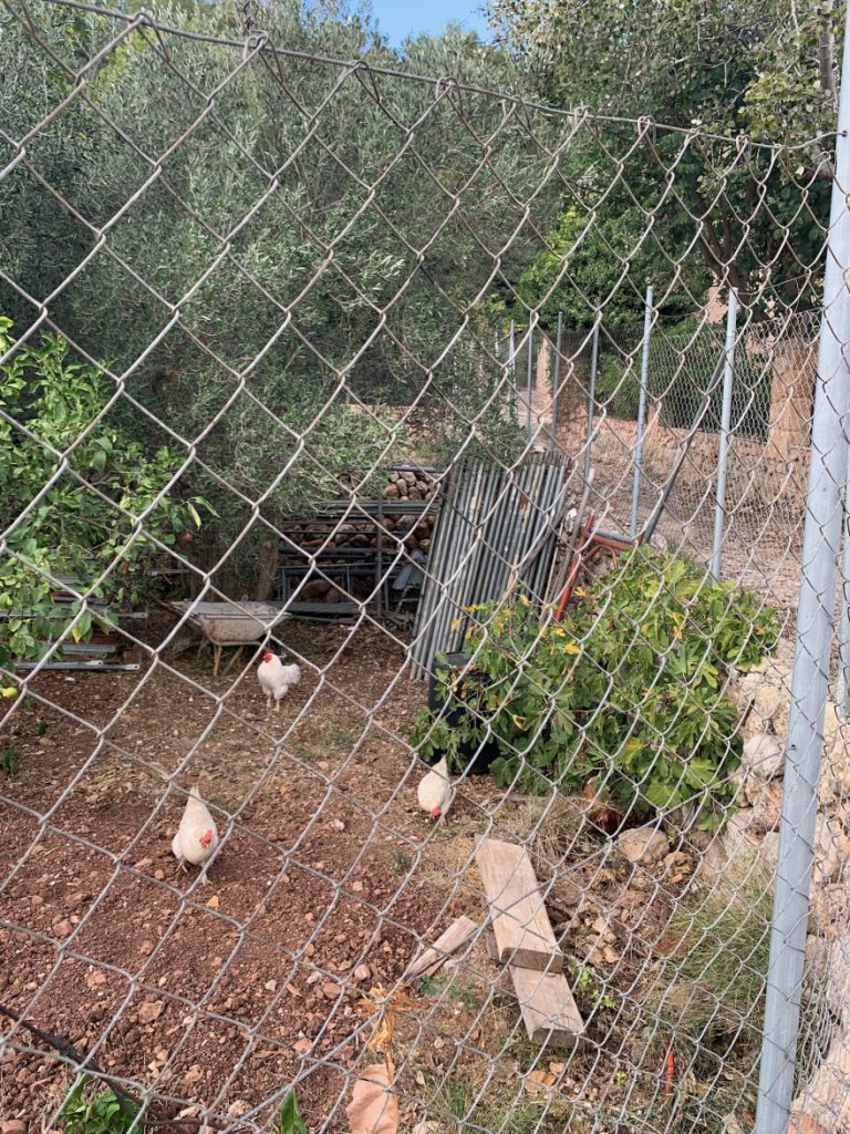 Wandern auf Mallorca Von Port de Soller über Sa Mola nach Soller 51