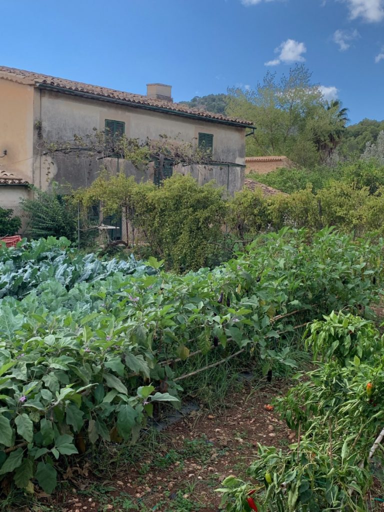 Wandern auf Mallorca Von Port de Soller über Sa Mola nach Soller 53