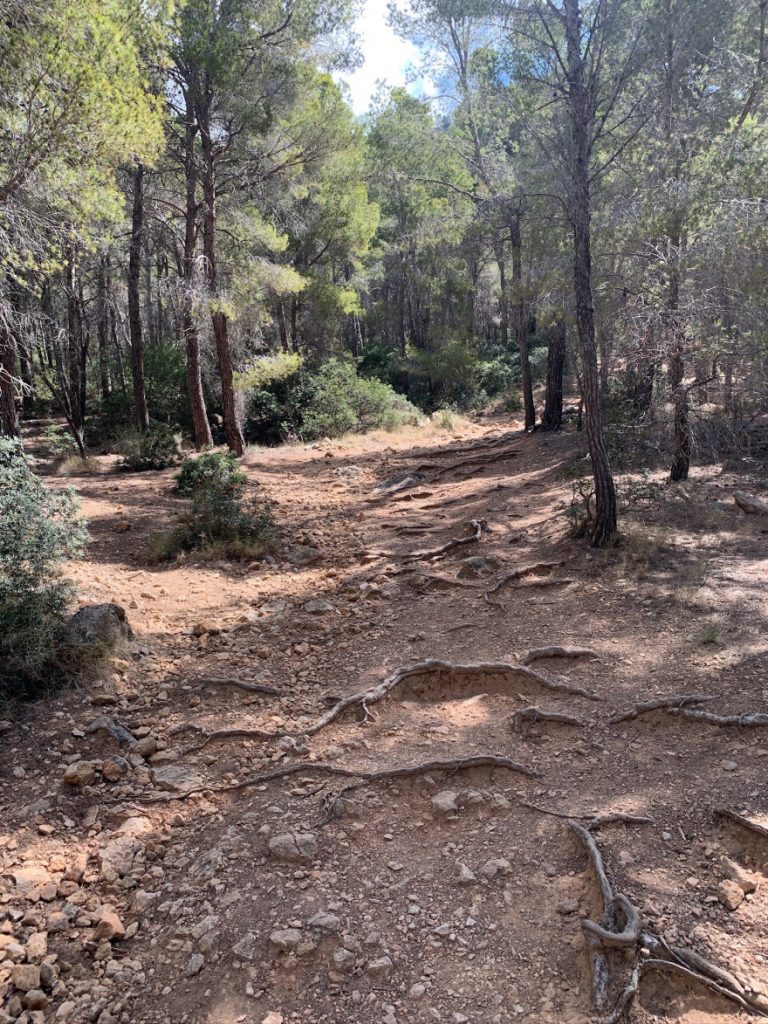 Wandern auf Mallorca Von Sant Elm zur Klosteruine La Trapa 23