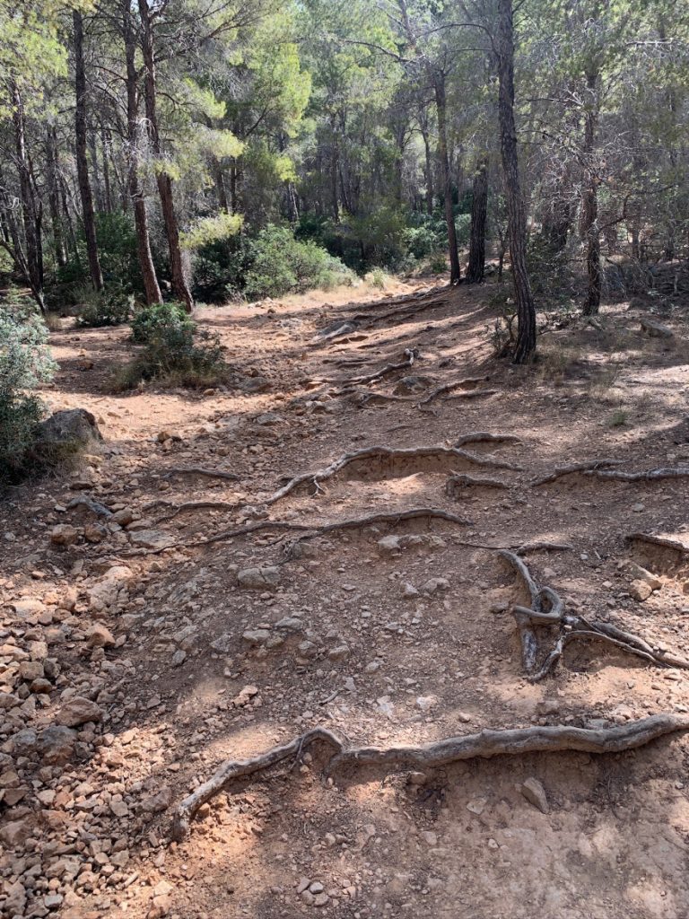 Wandern auf Mallorca Von Sant Elm zur Klosteruine La Trapa 24