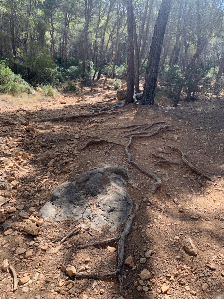 Wandern auf Mallorca Von Sant Elm zur Klosteruine La Trapa 25