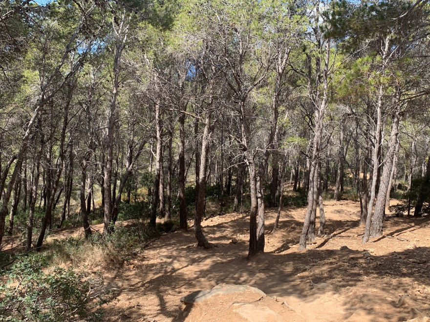 Wandern auf Mallorca Von Sant Elm zur Klosteruine La Trapa 28