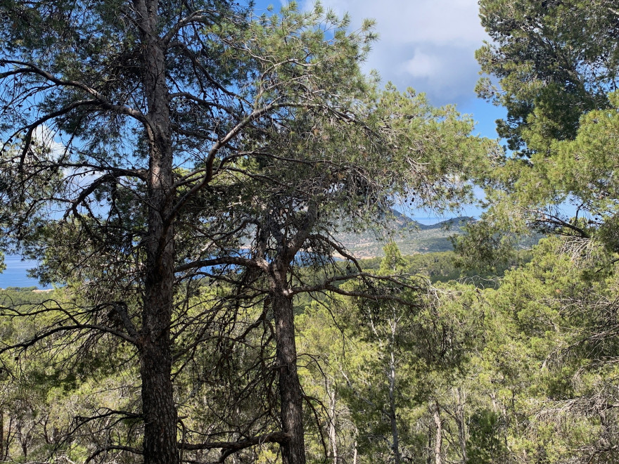 Wandern auf Mallorca Von Sant Elm zur Klosteruine La Trapa 29