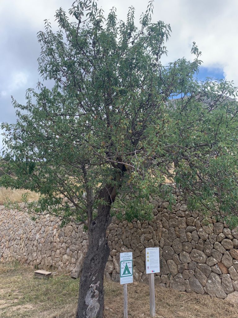 Wandern auf Mallorca Von Sant Elm zur Klosteruine La Trapa 40