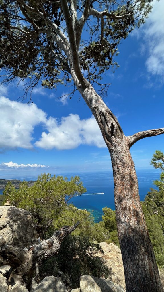 Wandern auf Mallorca Von Sant Elm zur Klosteruine La Trapa 5