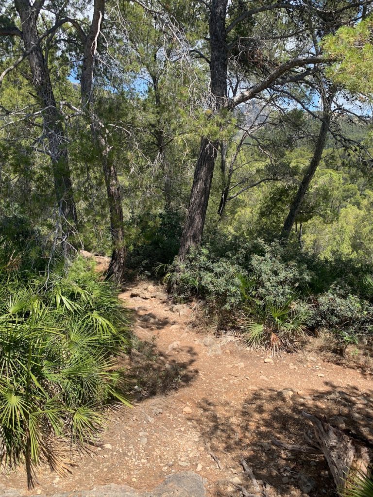 Wandern auf Mallorca Von Sant Elm zur Klosteruine La Trapa 50